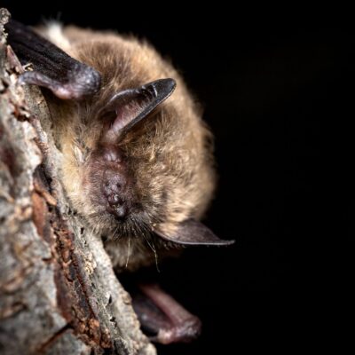 BUILDING RESILIENCE FOR BATS PROGRAM