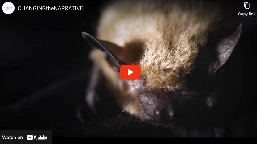 Changing the Narrative - A short video about the role bats play in southern Alberta's ecological landscape.