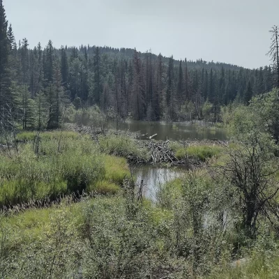 Bragg Creek Beaver Dam