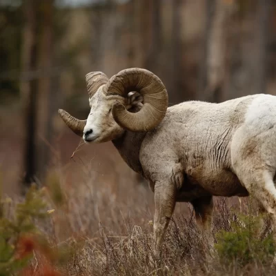 BIGHORN SHEEP DISEASE SURVEILLANCE