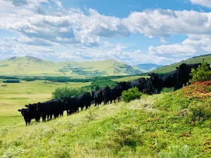 CONSERVATION EASEMENTS