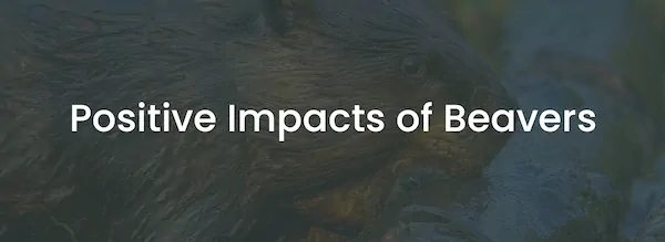 Positive Impacts of Beavers