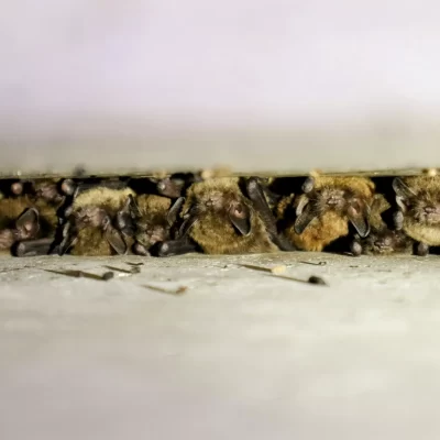 ALBERTA COMMUNITY BAT PROGRAM