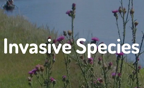 Invasive Species Invasive Species - AISC Fact Sheet Library