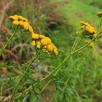 ALBERTA INVASIVE SPECIES COUNCIL