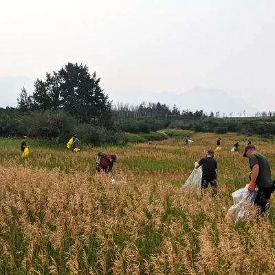INVASIVE PLANT SPECIES