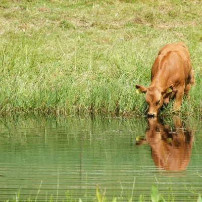 COWS AND FISH